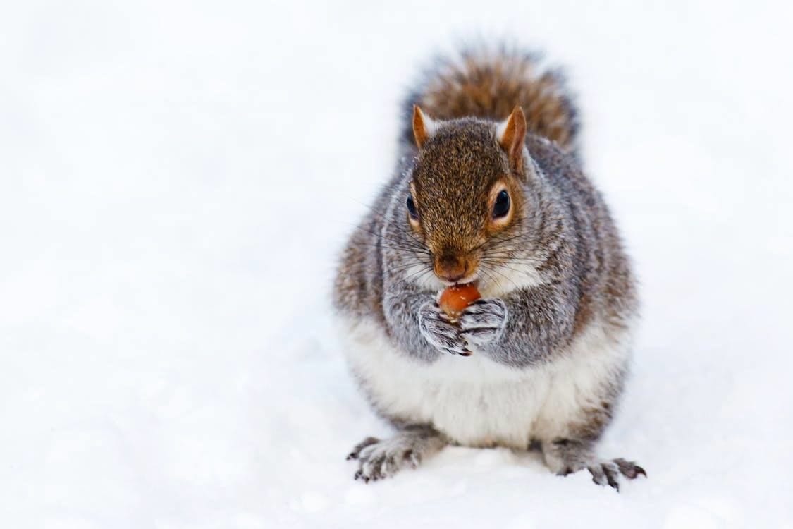 Animals In Winter 36B382CA 8E4D 45F0 9FC96B9C49D9CB5D F3d0c885 E675 4c22 8e3929fa6cf743cf