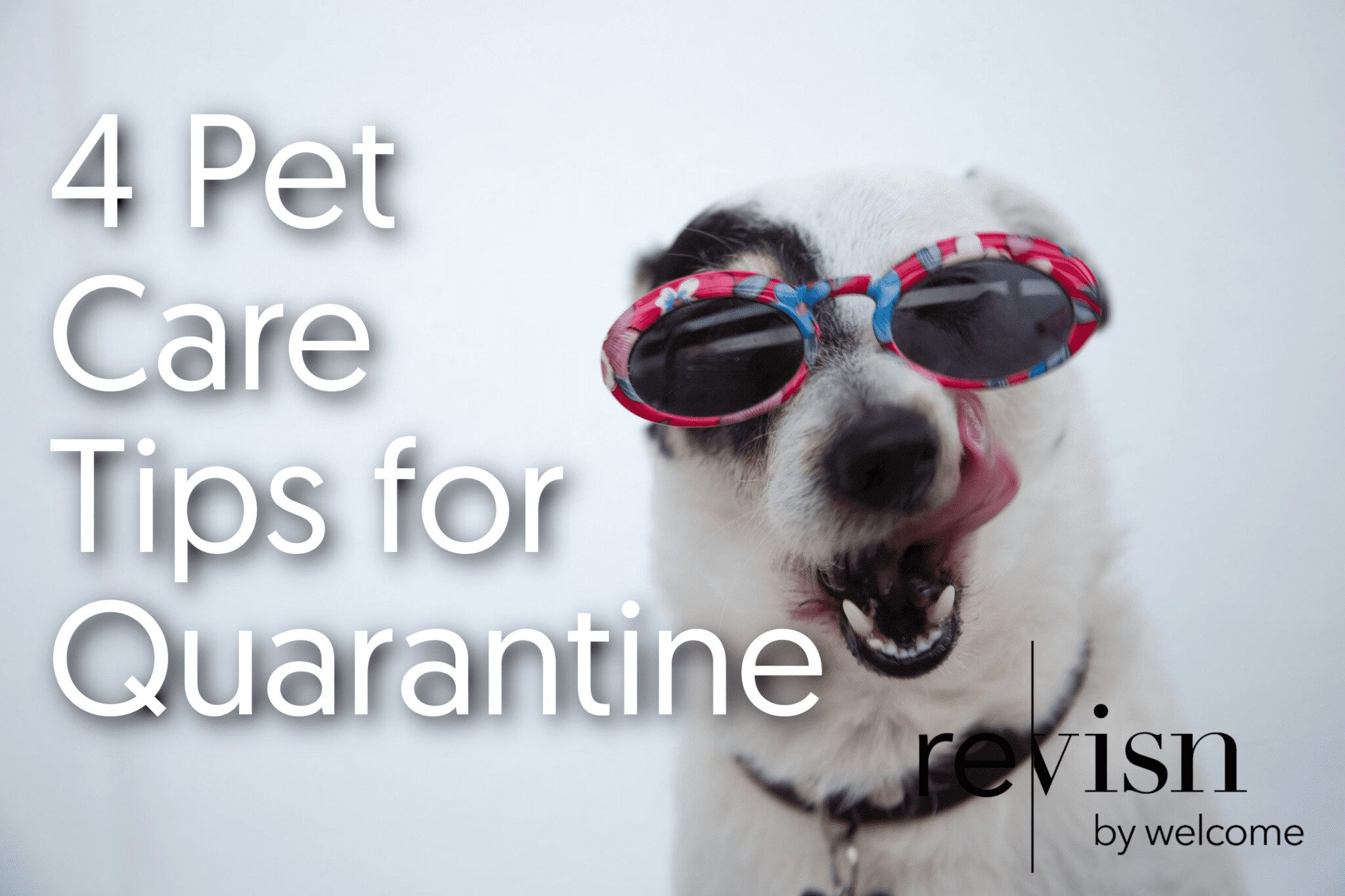 Petcareblog