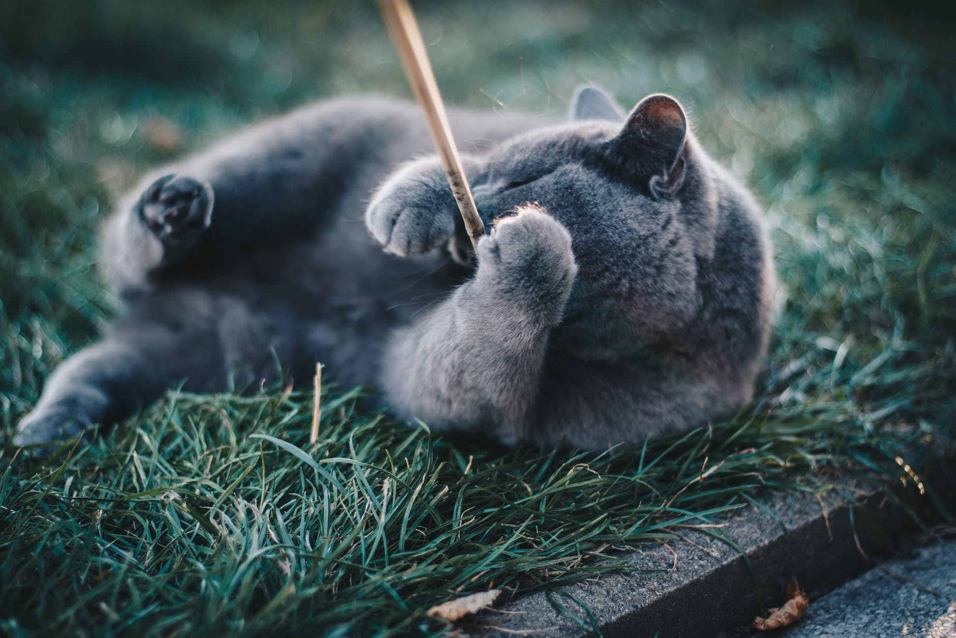 Pexels Photo 1521370